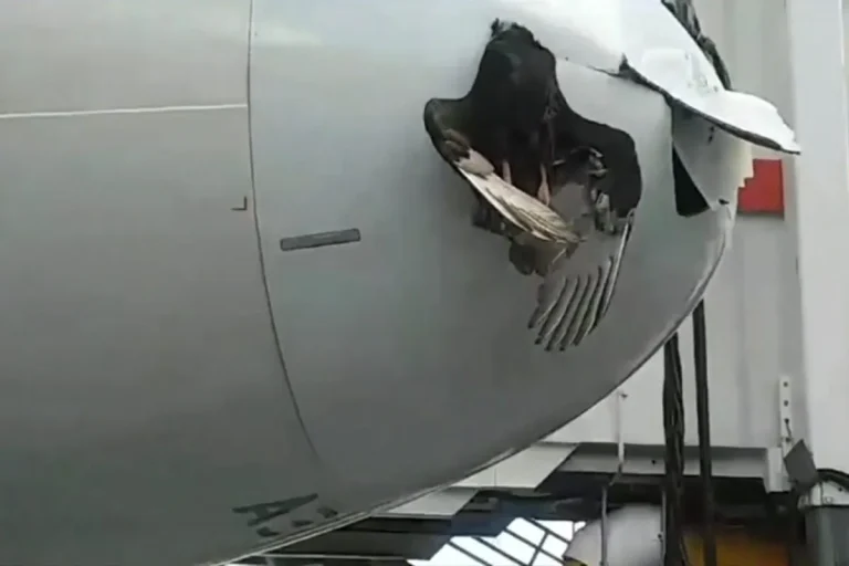 Bird strike nose