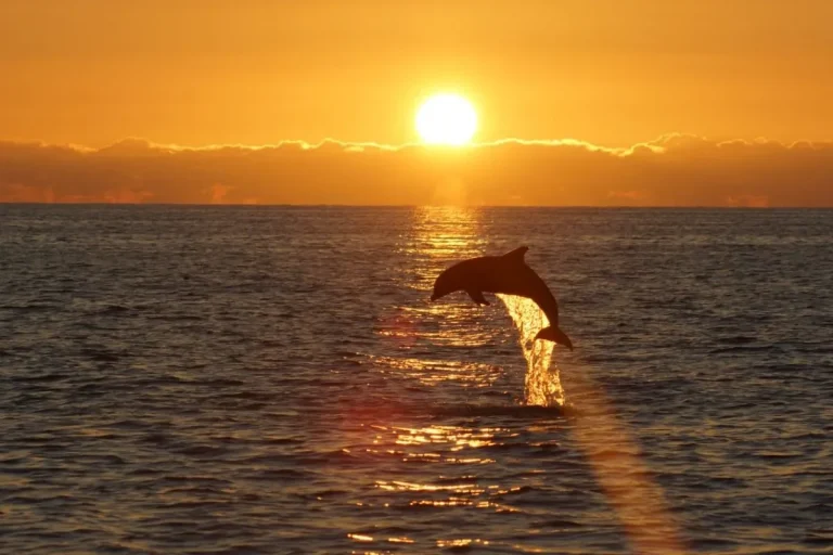 Dolphin at sea. By Oceana.