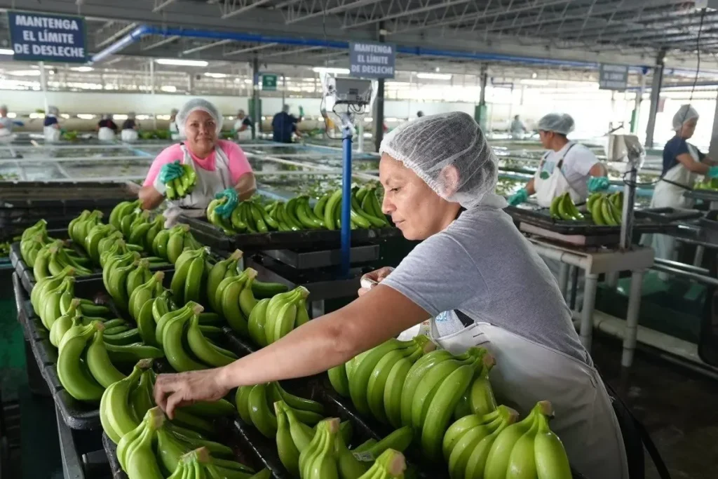 Banana Industry. By ABC.