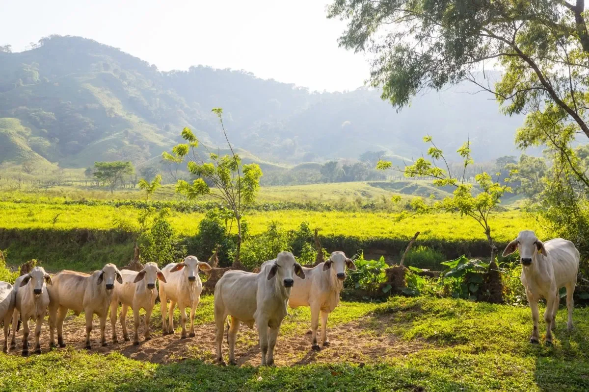 Panama livestock. By AgroPa.