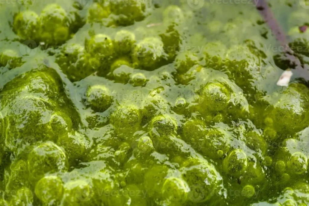 Macroalgae or green algae growth