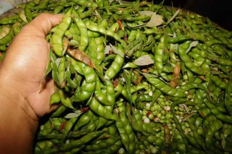 Cajanus cajan, known locally as guandú