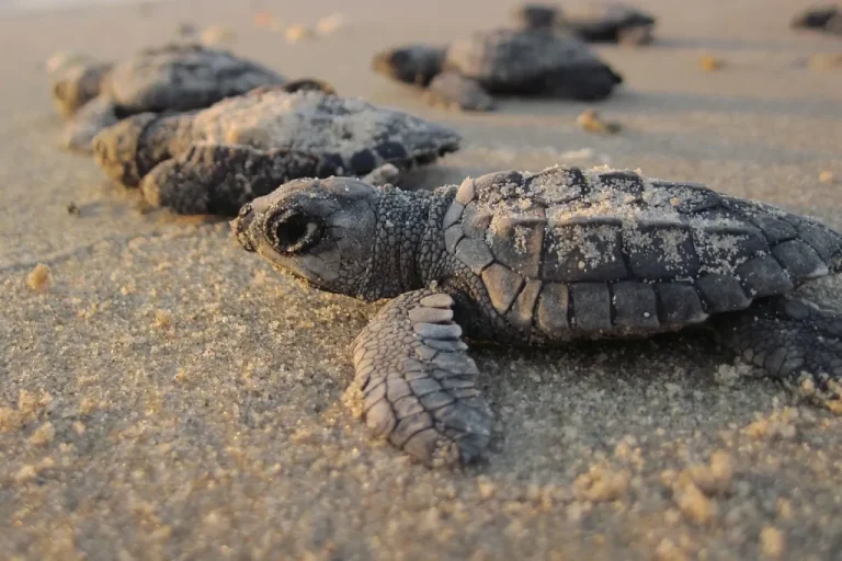 Kemps Ridley Sea Turtle Hatchlings PadreIsland National Seashore Credit National Park Service