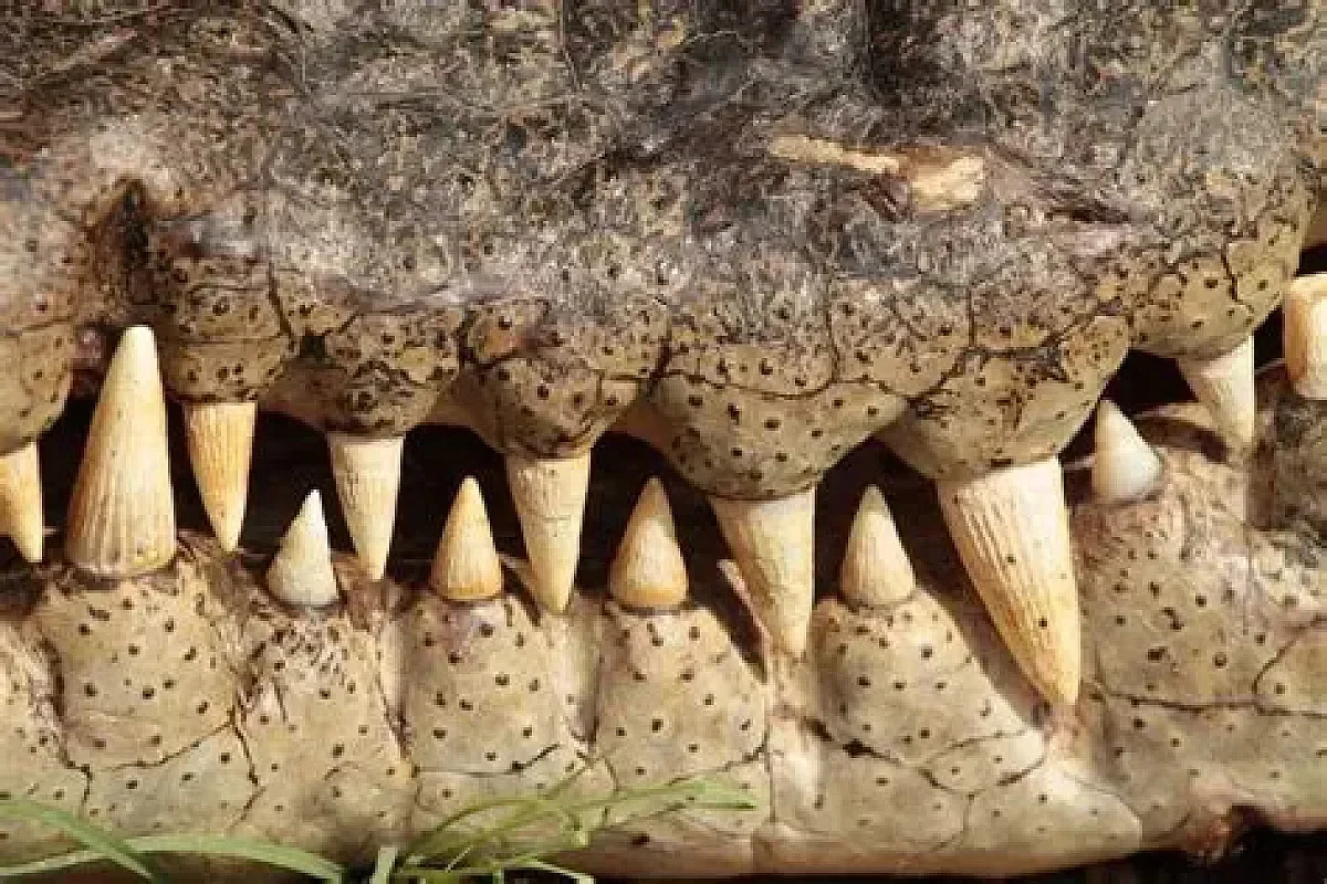 Horrific Gunayala Crocodile Attack Nearly Kills Teenager Gunayala crocodile by Crocaattack.com