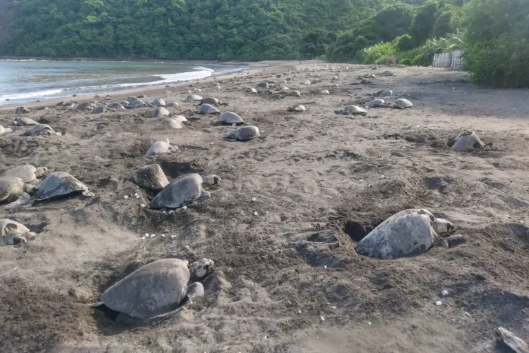 Playa la Marinera Los Santos Panamá