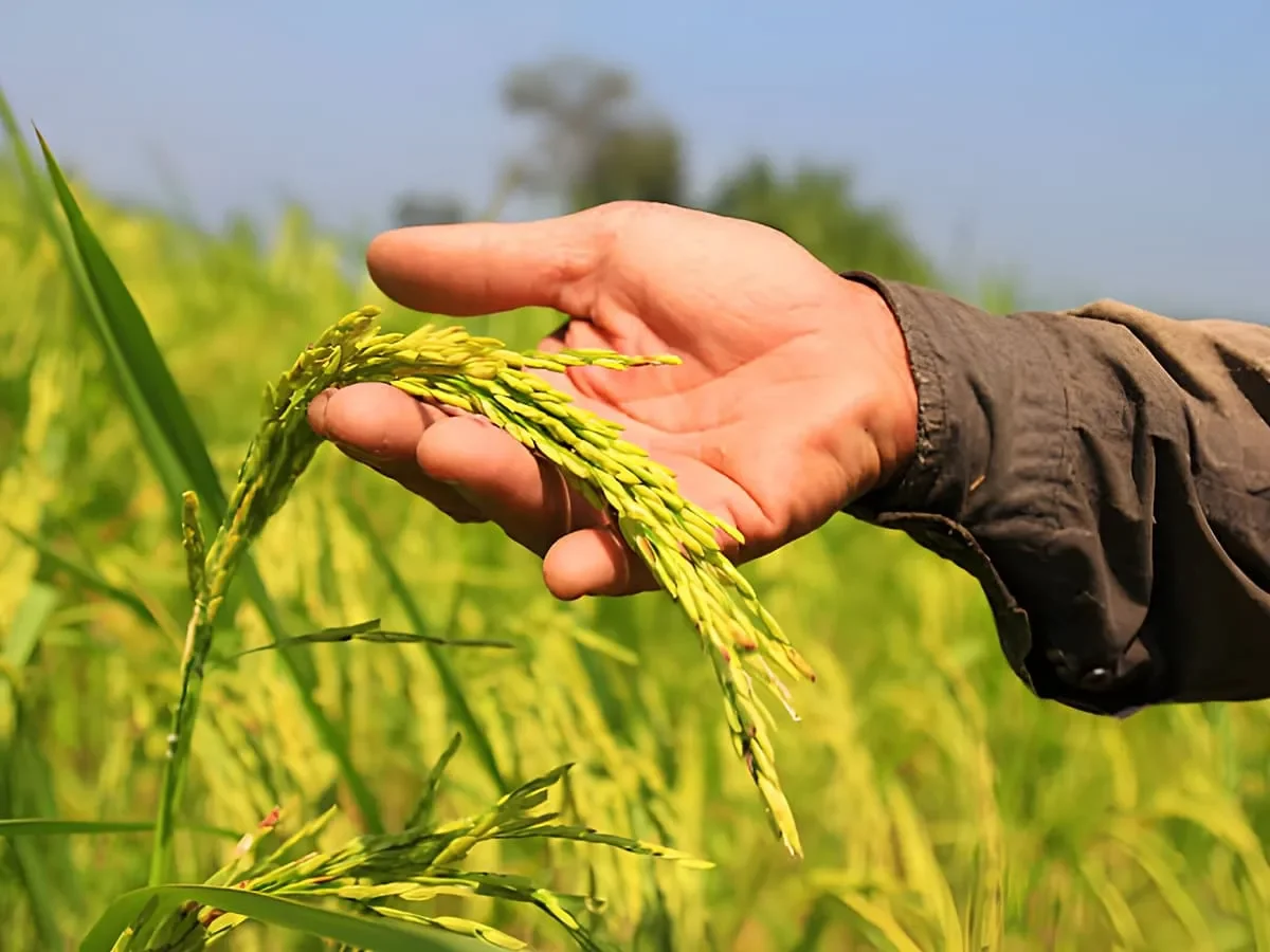 Rice Field