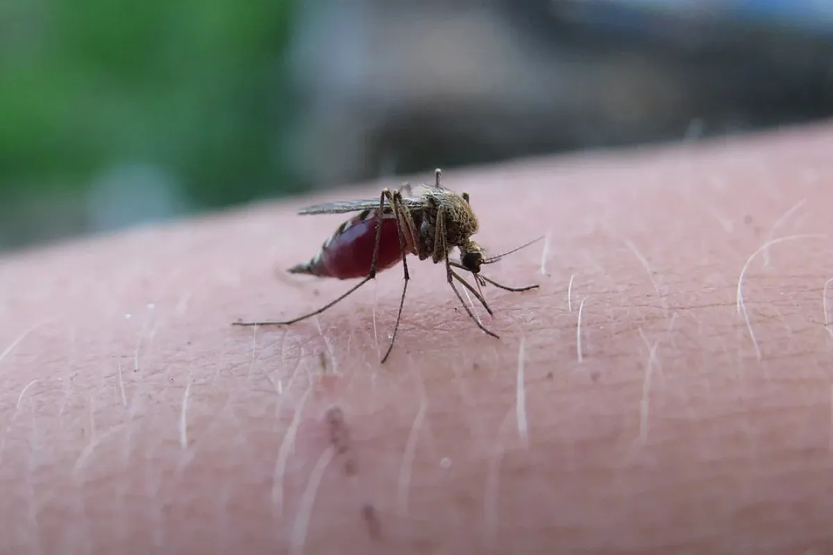 Beware! 34 Malaria Cases Found Near Merca Panama Market Overnight The Malaria mosquito by LabtestGuy.