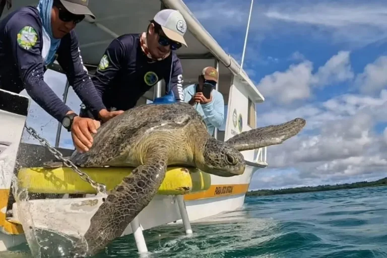 Adult Green Sea Turtle