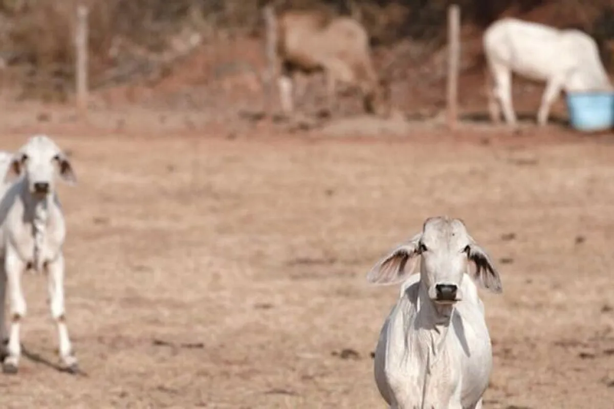 Livestock in Azuero by BDA.
